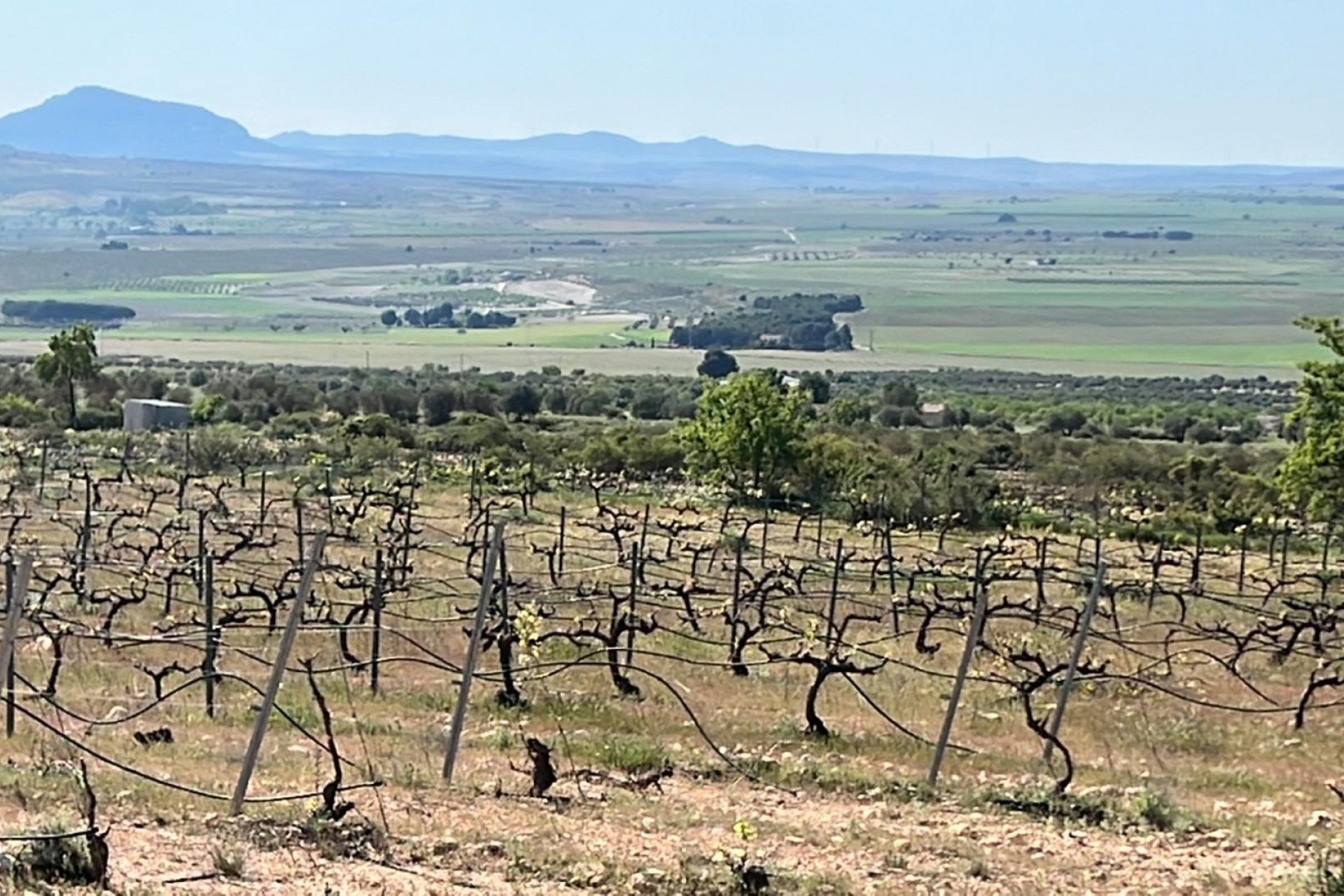 Nueva construcción  - Chalet Independiente - Yecla