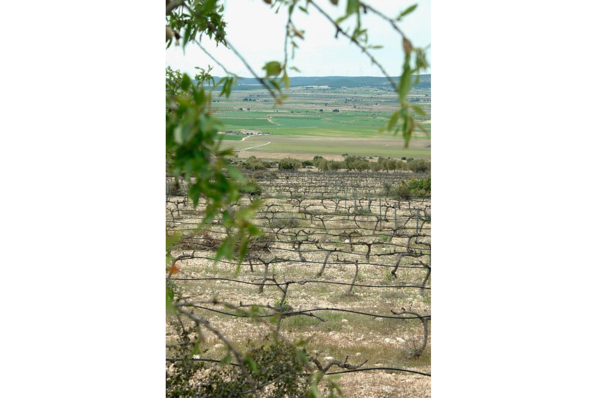 Nueva construcción  - Chalet Independiente - Yecla