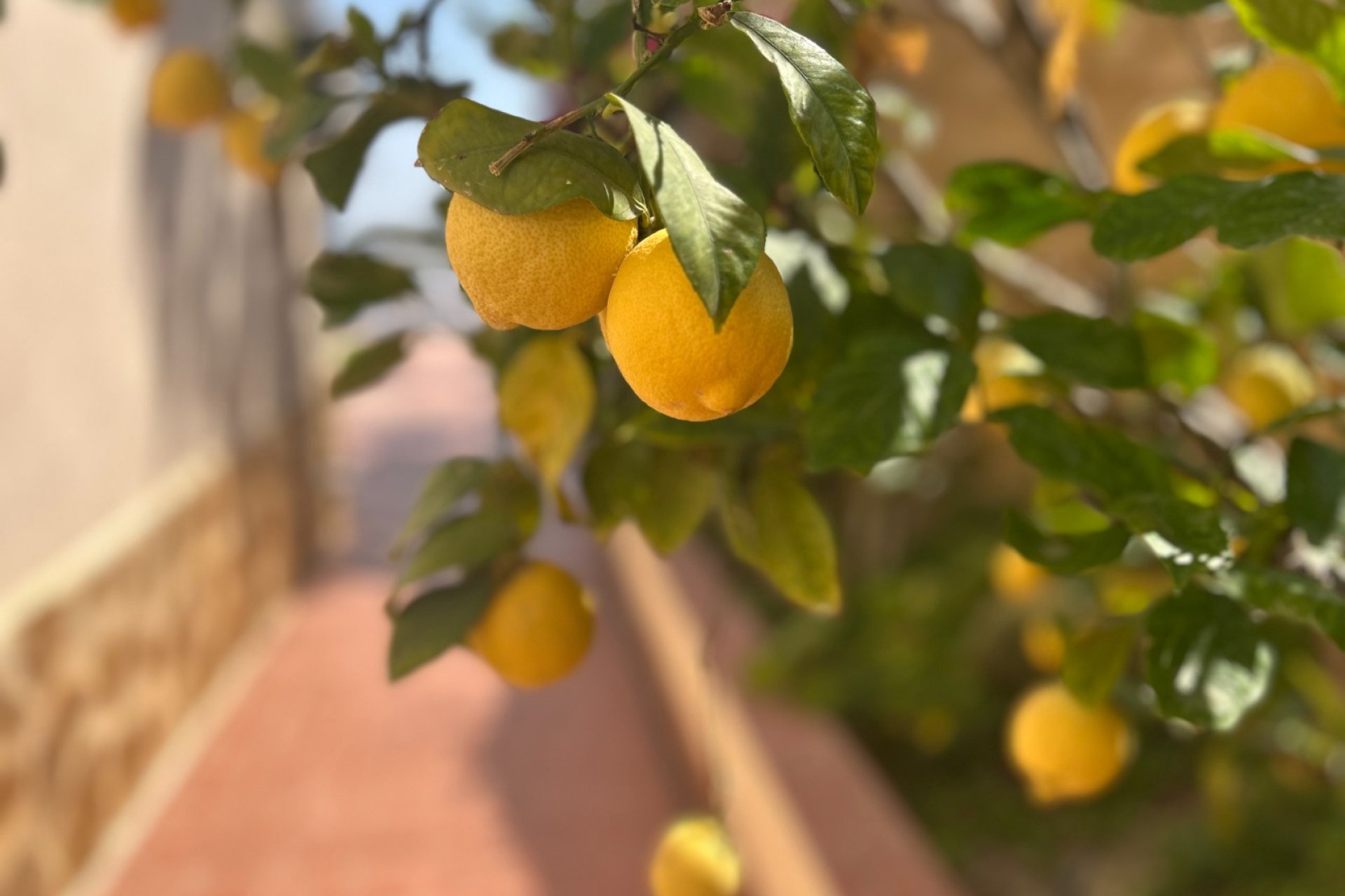 Reventa - Chalet Independiente - Algorfa - Almoradí