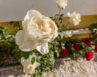 Reventa - Chalet Independiente - Villamartin - Rioja