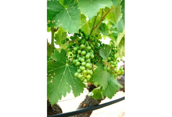 Nueva construcción  - Chalet Independiente - Yecla