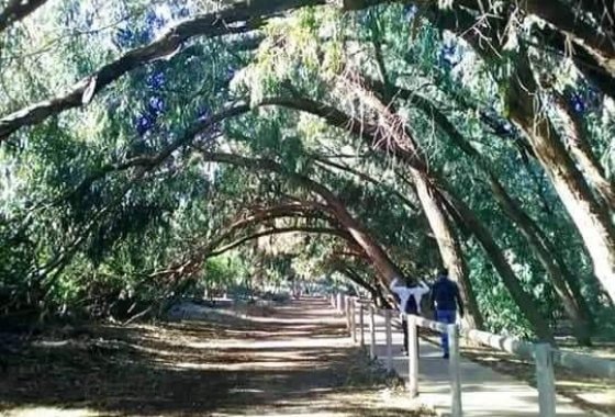 Nueva construcción  - Bungalow - Torrevieja - Altos del Sol