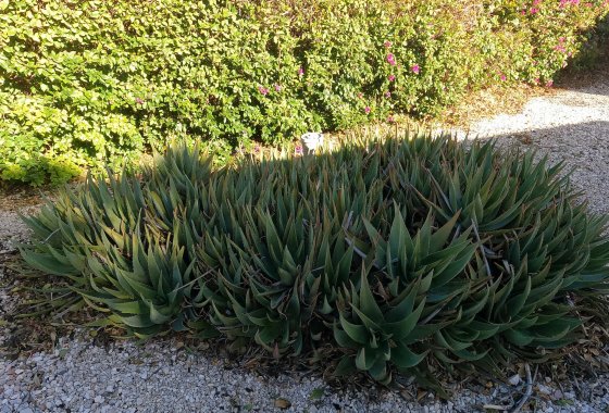 Reventa - Country House - Orihuela